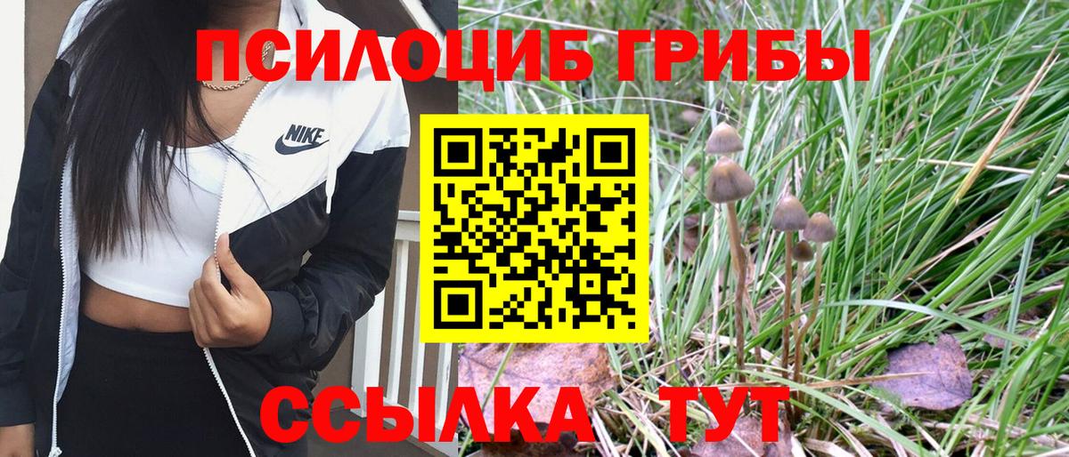 Псилоцибиновые грибы Cubensis Усть-Джегута